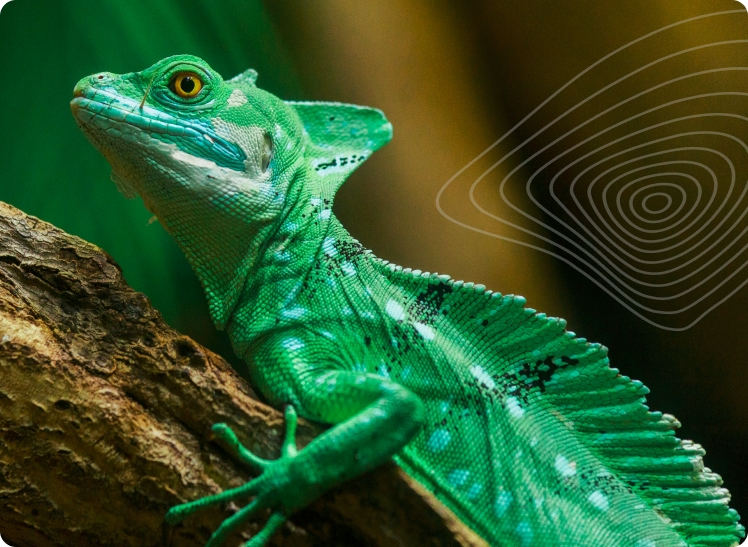 image lezard - basileak